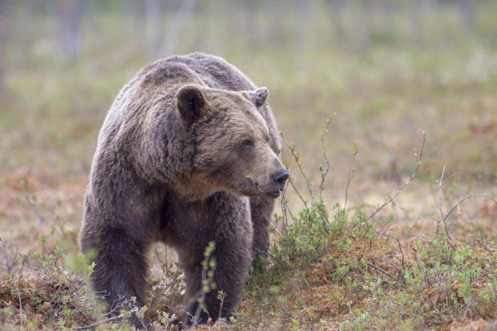 animal, brown bear, mammal-6795532.jpg