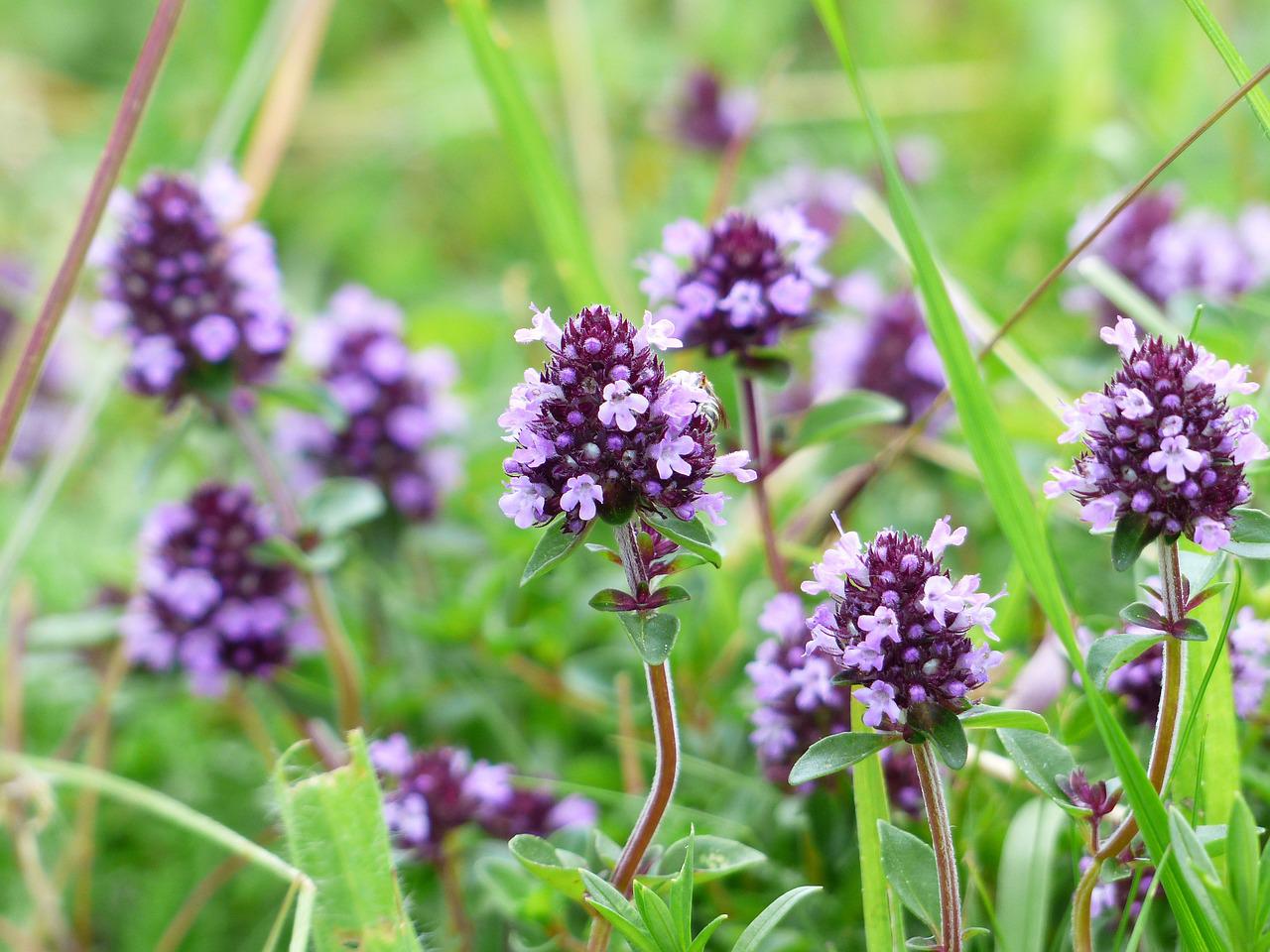 thyme, blossom, bloom-167468.jpg