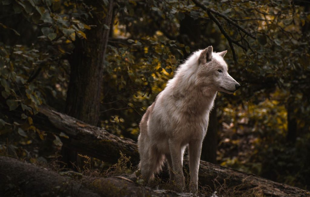 wolf, forest, good-4496659.jpg